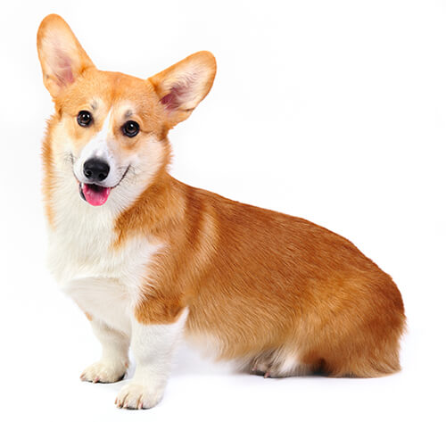 Corgis as family sales pets